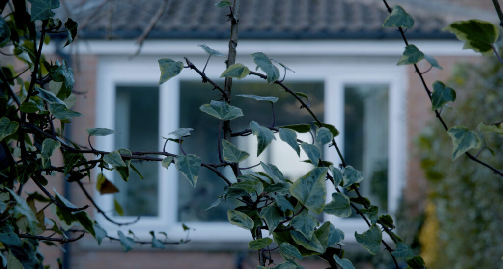 House and garden vegetation